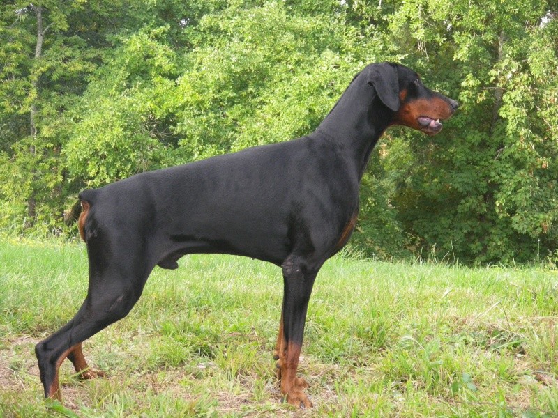 Doberman Sans Queue Et Oreilles Coupees Doberman Sans Queue Et Oreilles Coupées | AUTOMASITES