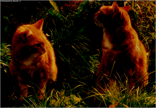 2012-La cat-année Signat10