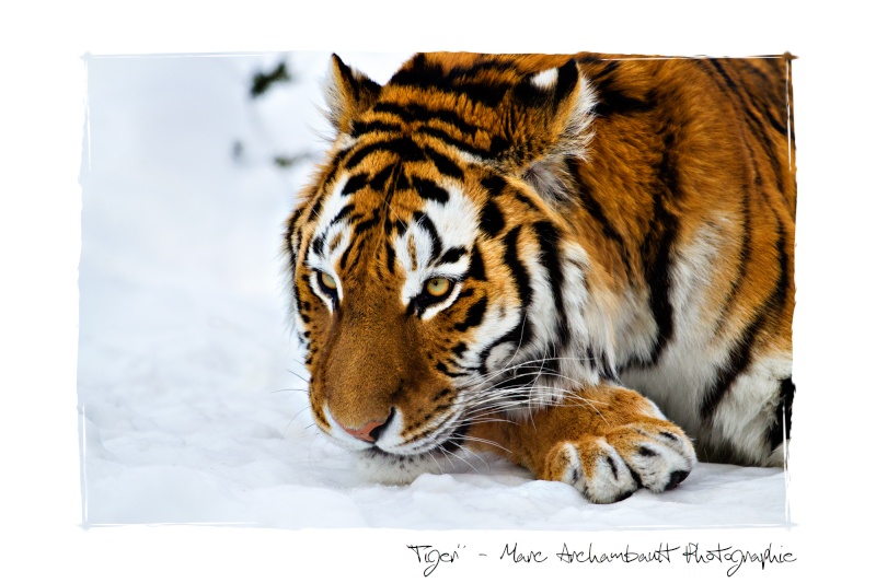 Zoo de Granby en hiver Tiger10
