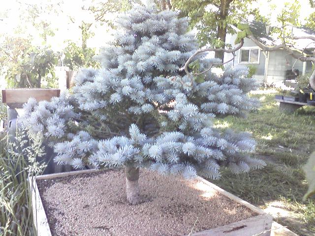 Colorado Blue Spruce 'Globosa' Project  Card_110