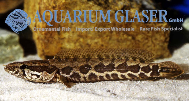 Aquarium Glaser-GmbH 11100210