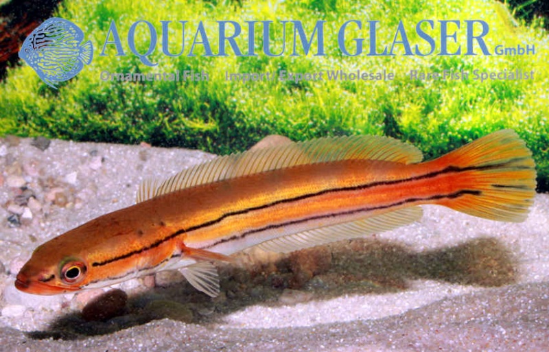 Aquarium Glaser-GmbH 40915310