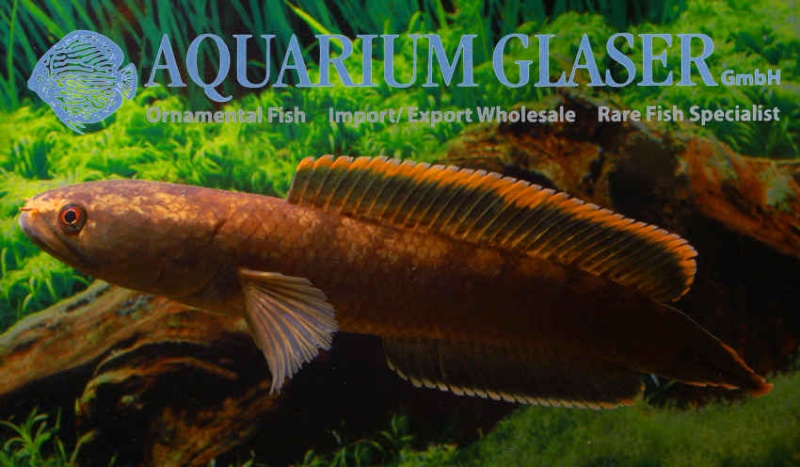 Aquarium Glaser-GmbH 40939410