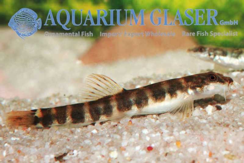 Aquarium Glaser-GmbH 45488210
