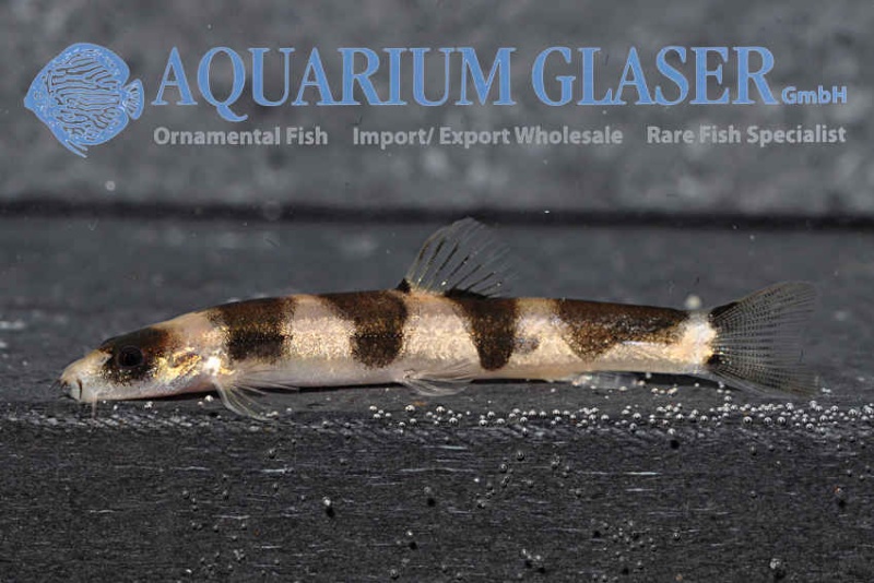 Aquarium Glaser-GmbH 45498210