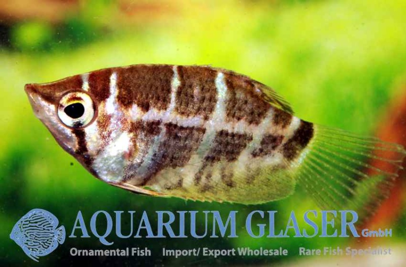 Aquarium Glaser-GmbH Choco10
