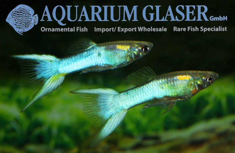 Aquarium Glaser-GmbH - Page 2 Japan10