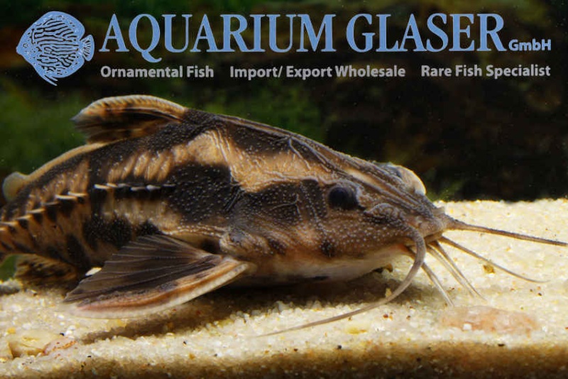 Aquarium Glaser-GmbH Mega210