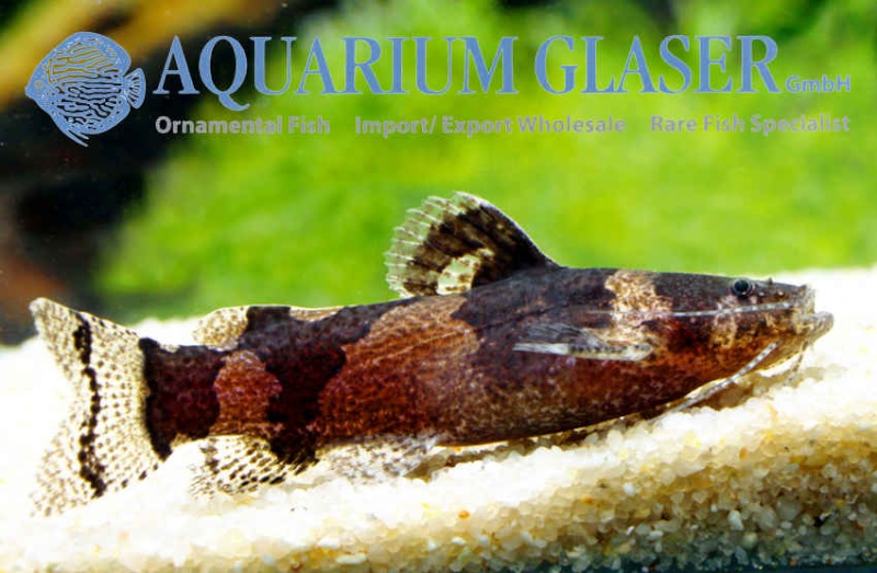 Aquarium Glaser-GmbH Microg11