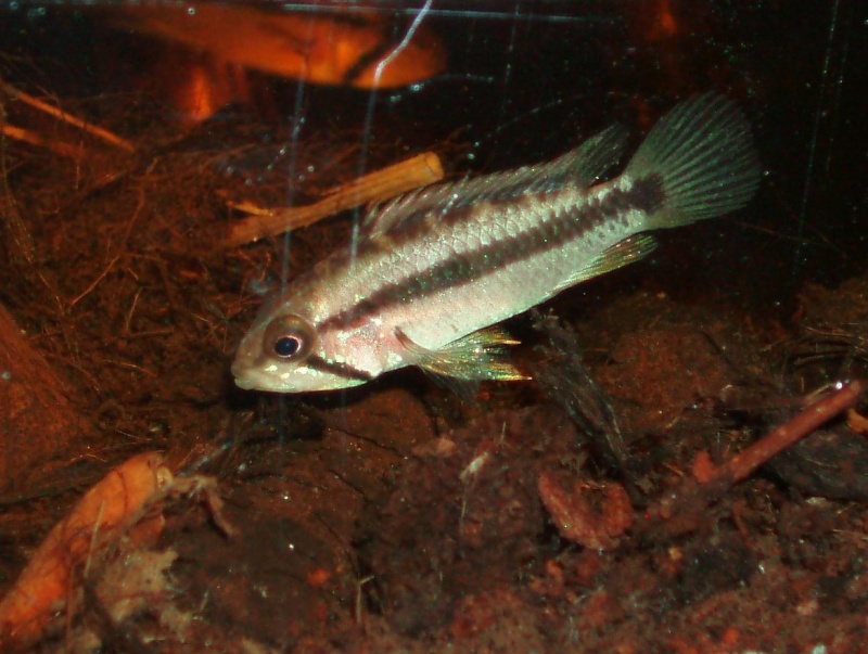 Apistogramma Atahualpa F0 P1010035