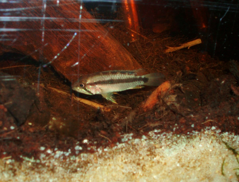 Apistogramma Atahualpa F0 P1010038