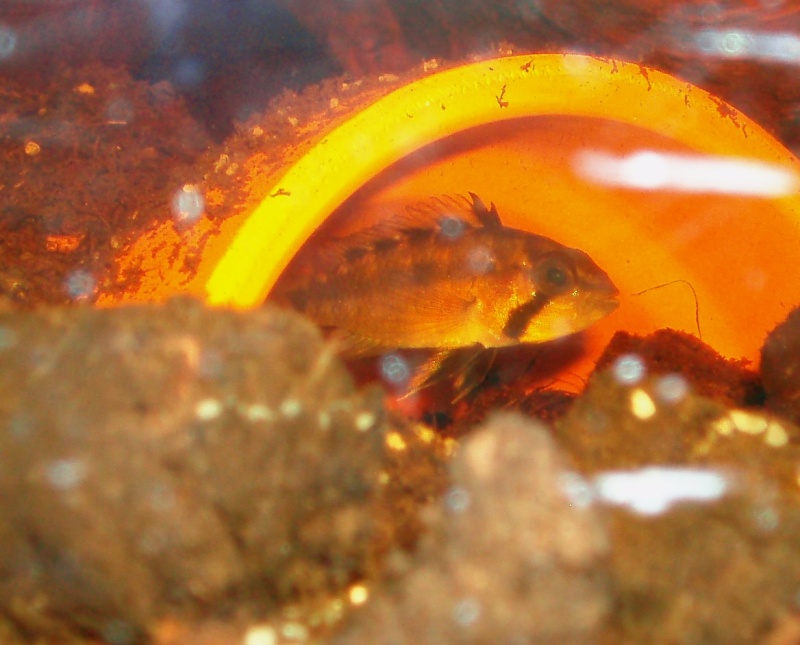 Apistogramma Atahualpa F0 P1010049