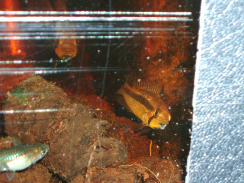 Apistogramma sp.black chin F1 (by Amazozo) P1010342