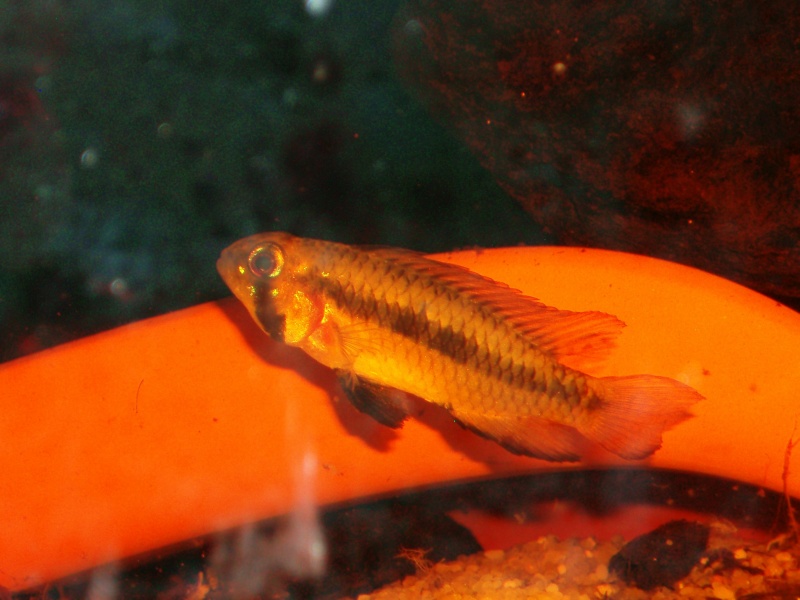 Apistogramma sp. breitbinden - Page 2 P1010495