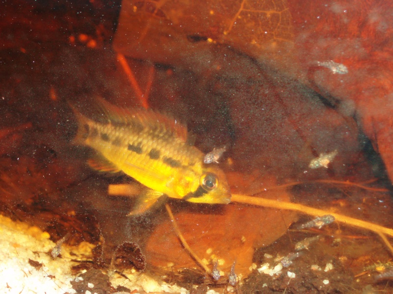 Apistogramma sp. Vielfleck F1 P7100013