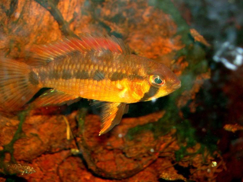 Apistogramma sp. Vielfleck F1 P7100029