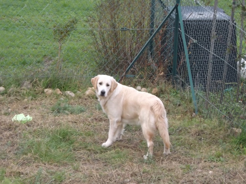 Ma genny a eu un an le 18 novembre Dscf1311