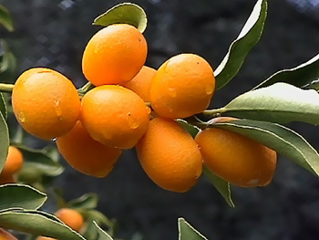 Il Kumquat (Arancino Cinese) Kumqua10