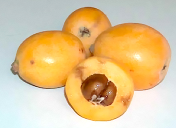 Il Nespolo, una frutta poco conosciuta Nespol10