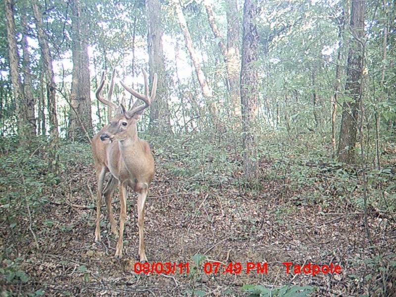 my hit list buck (BOSS)..lets see yours Big_8_25