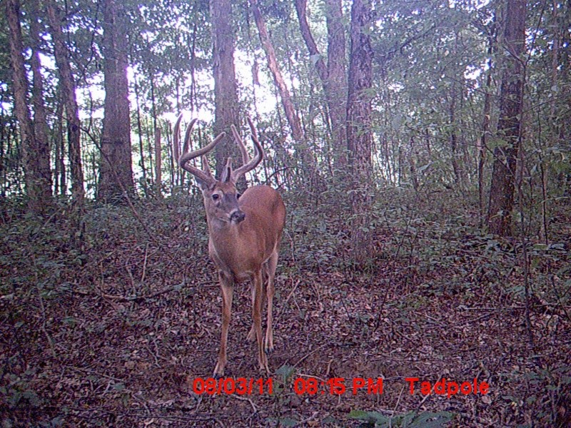 my hit list buck (BOSS)..lets see yours Big_8_26