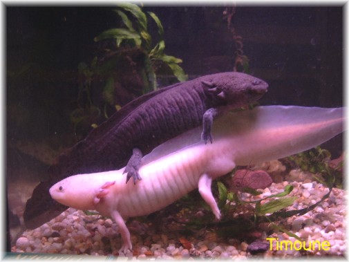 Ambystoma mexicanum ou Axolotl Couple10