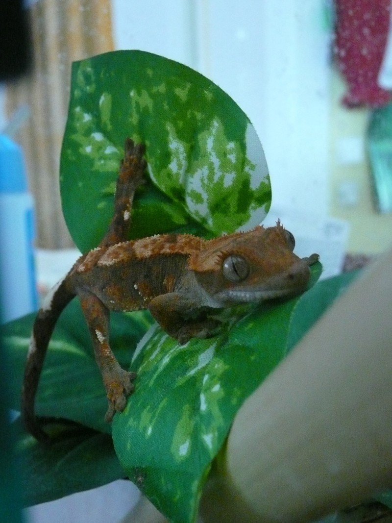 Mes bestioles Clastolepis/Bci/Bci albi/Bci anery/bredli/cheynei/Rhaco arlequin/Axolotls/Herisson africains ..... P1030011