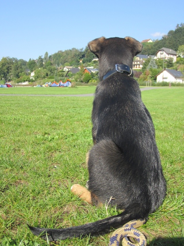 Kami, chien de randonnée 0410