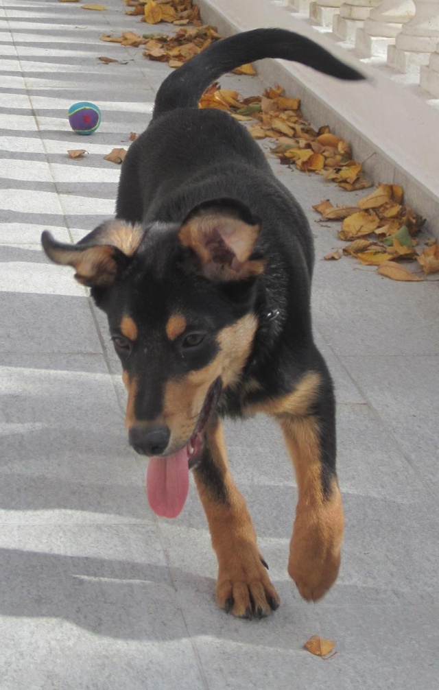 Kami, chien de randonnée Photo118