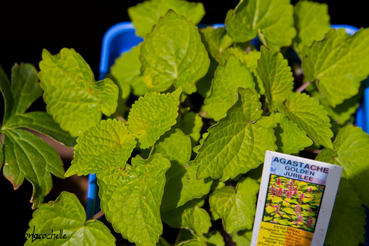 Agastache Golden Jubilee Agasta10