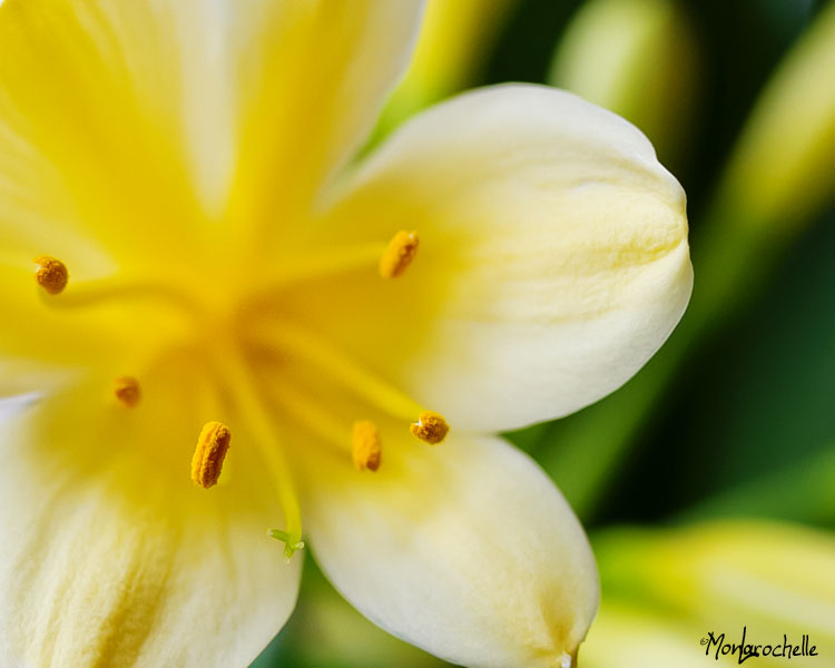 Clivia solomone Light Yellow Strain Clivia10