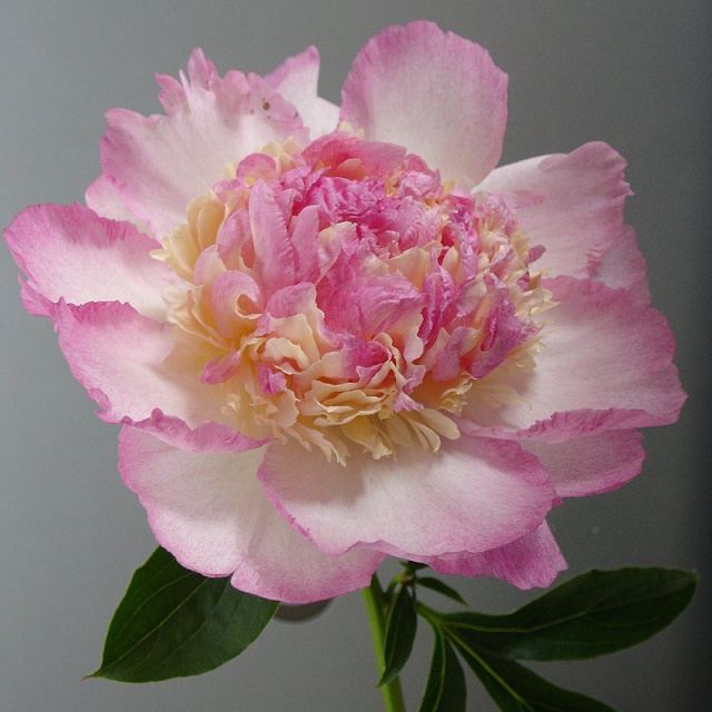 Paeonia Raspberry Sundae Paeoni10