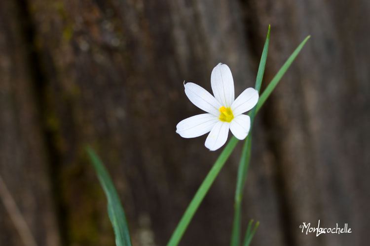 Sisyrinchium angustifolium Album Sisyri10