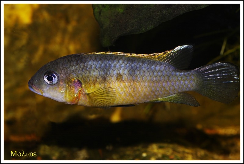 Generalité sur les Benitochromis _igp3714