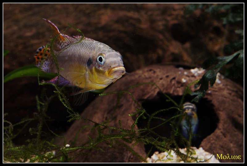 Les Pelvicachromis (complexe taeniatus, pulcher, subocelatus) - Page 2 _igp8213