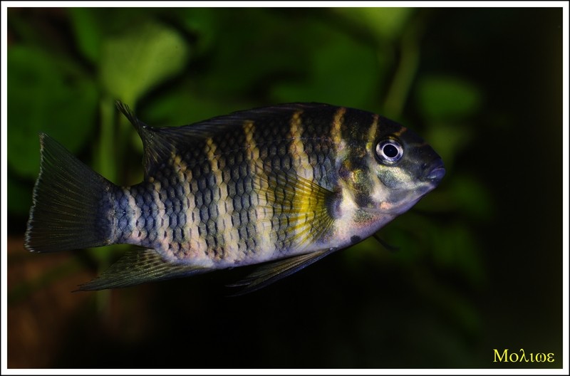 Coelotilapia  joka (Tilapia) Tilapi10