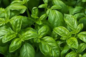 What herb is this? Basil10