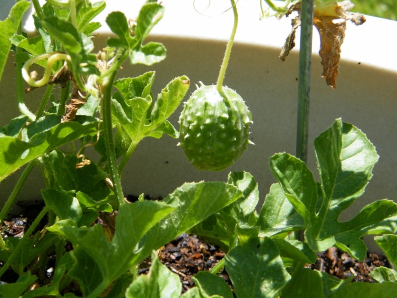 West Indian Gherkins Marva_12