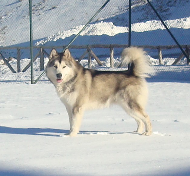 Hanook on the snow Dsc03913