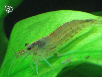 crevettes néocaridina japonica Crevet10