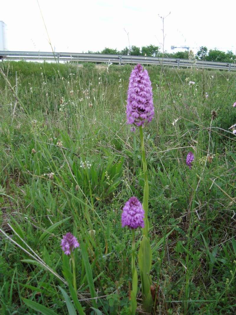 Gros plan sur ... Anacamptis Pyramidalis Dsc01110