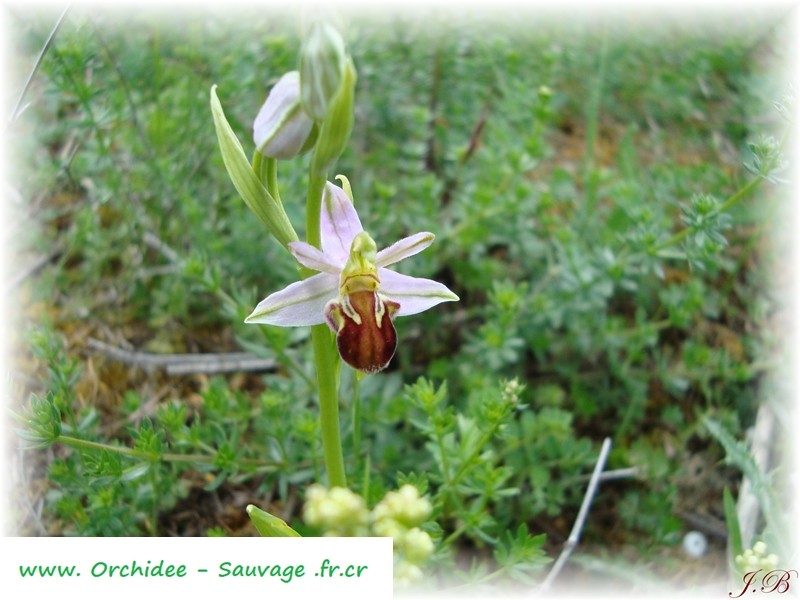 Ophrys apifera var ?? Ophrys10