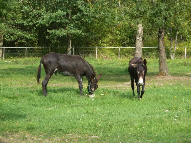 Boadicea: Anesse de 2/3ans sauvé ZB adoptée Deborah - Page 3 P1120832