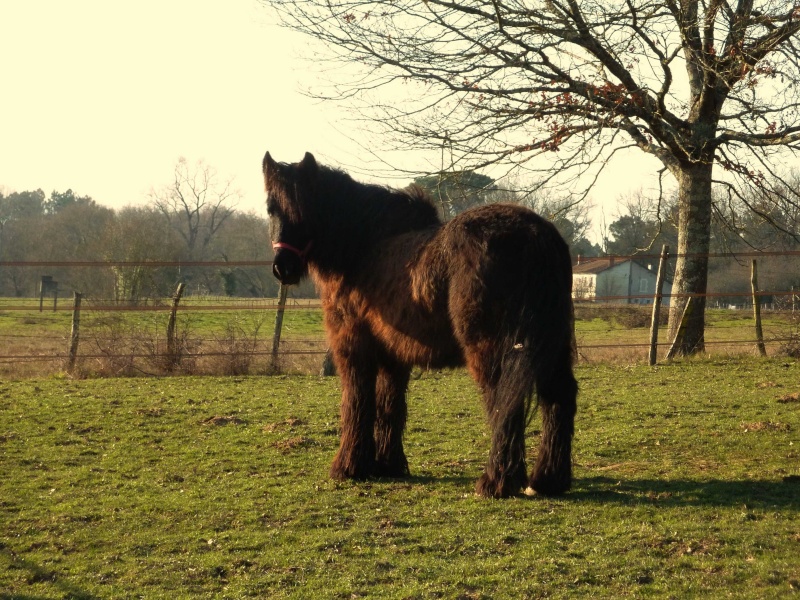 Bull, Mérens hongre 22 ans, adopté par la famille G**** P1140011