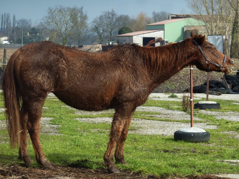 Cash in Bandit, QH 25 ans, sauvé par la solidarité générale (FA définitive Mr B.) A parrainer ! - Page 3 P1140116