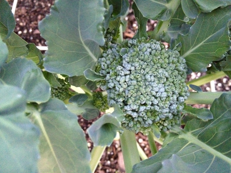 Is this broccoli done growing? Img_2810