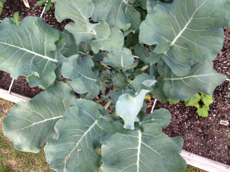 Is this broccoli done growing? Img_2812