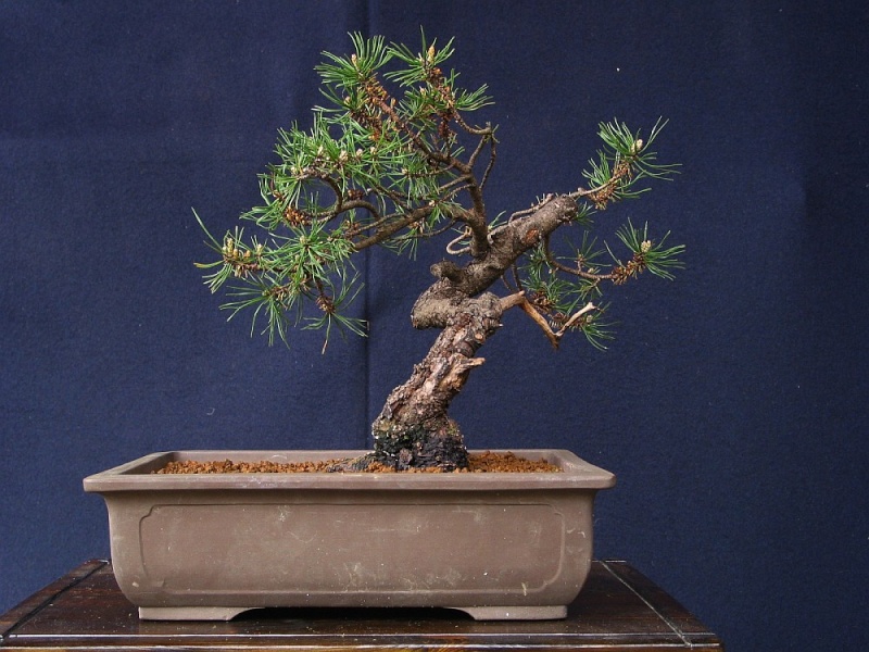 Pinus Mugo since 2004 012_3010