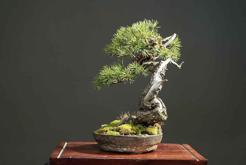 Pinus Mugo since 2004 0181_010