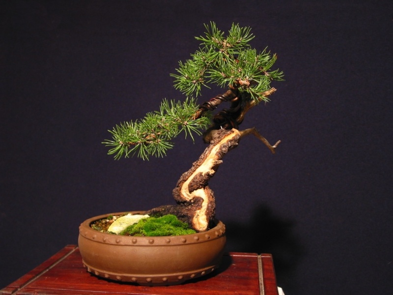 Pinus Mugo since 2004 046_2611